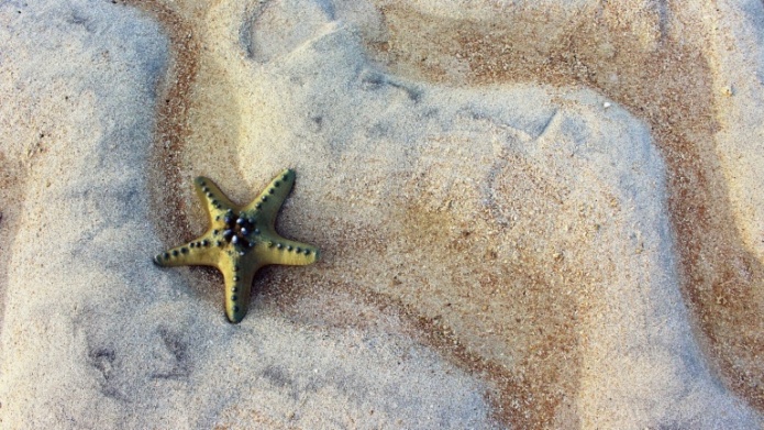 Hvězdice na pláži