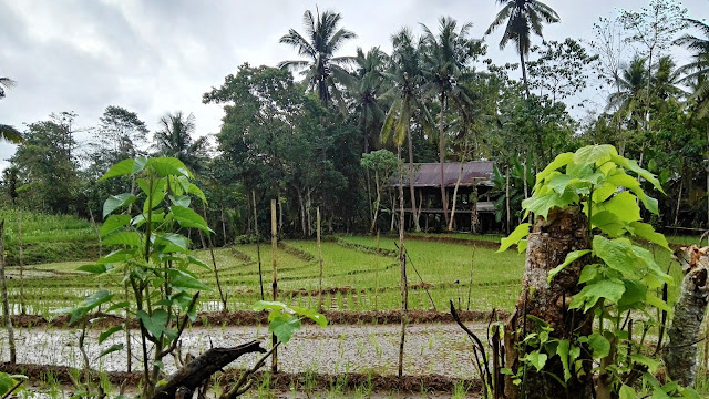 okolí vesnice Tana Towa