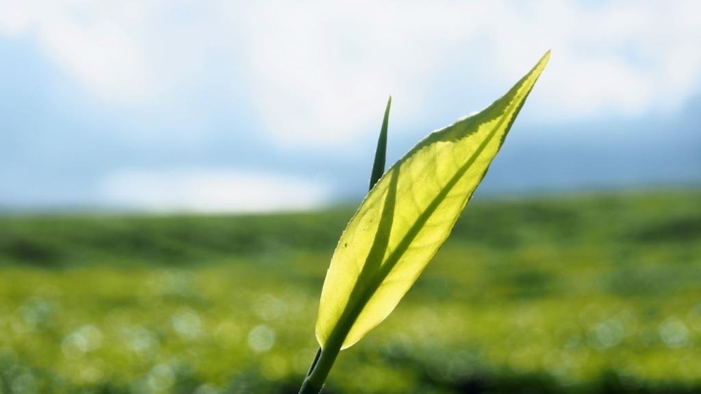Okolí sopky Kerinci na Západní Sumatře je čajových plantáží plné