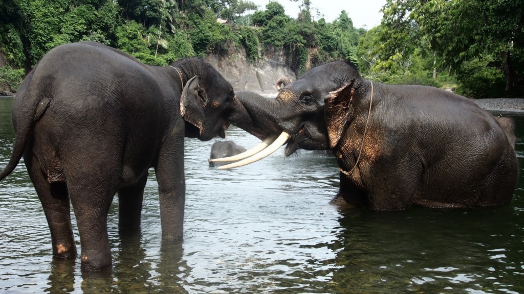 sloni v Tangkahan