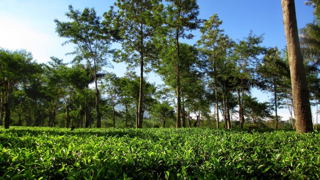 čajové plantáže, Wonosari, Východní Jáva