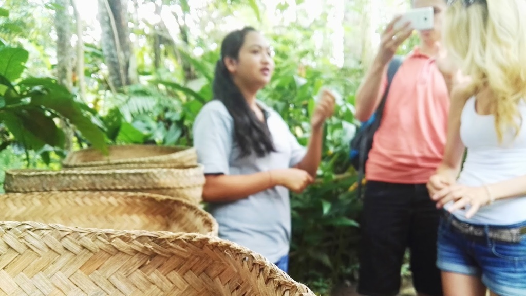 agrofarma kopi luwak na Bali