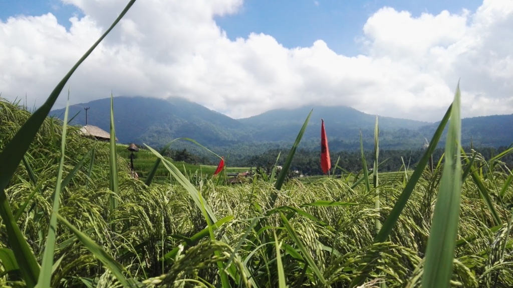 rýžová pole na Bali