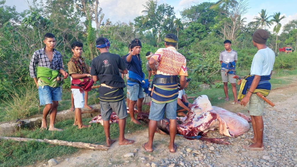 Místní muži si rozdělují maso z obětovaného buvola