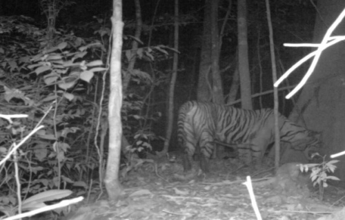 Přispějte na záchranu tygra sumaterského
